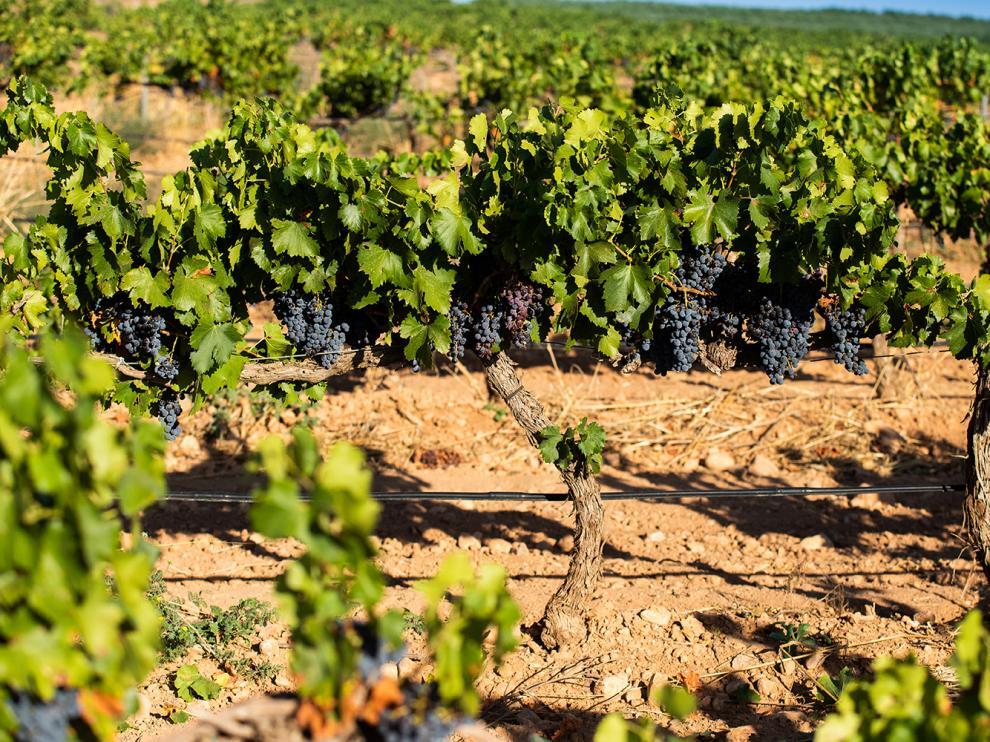 bodegas-tempore-se-encuentra-ahora-en-el-camino-hacia-la-obtencion-de-la-certificacion-de-agricultura-biodinamica