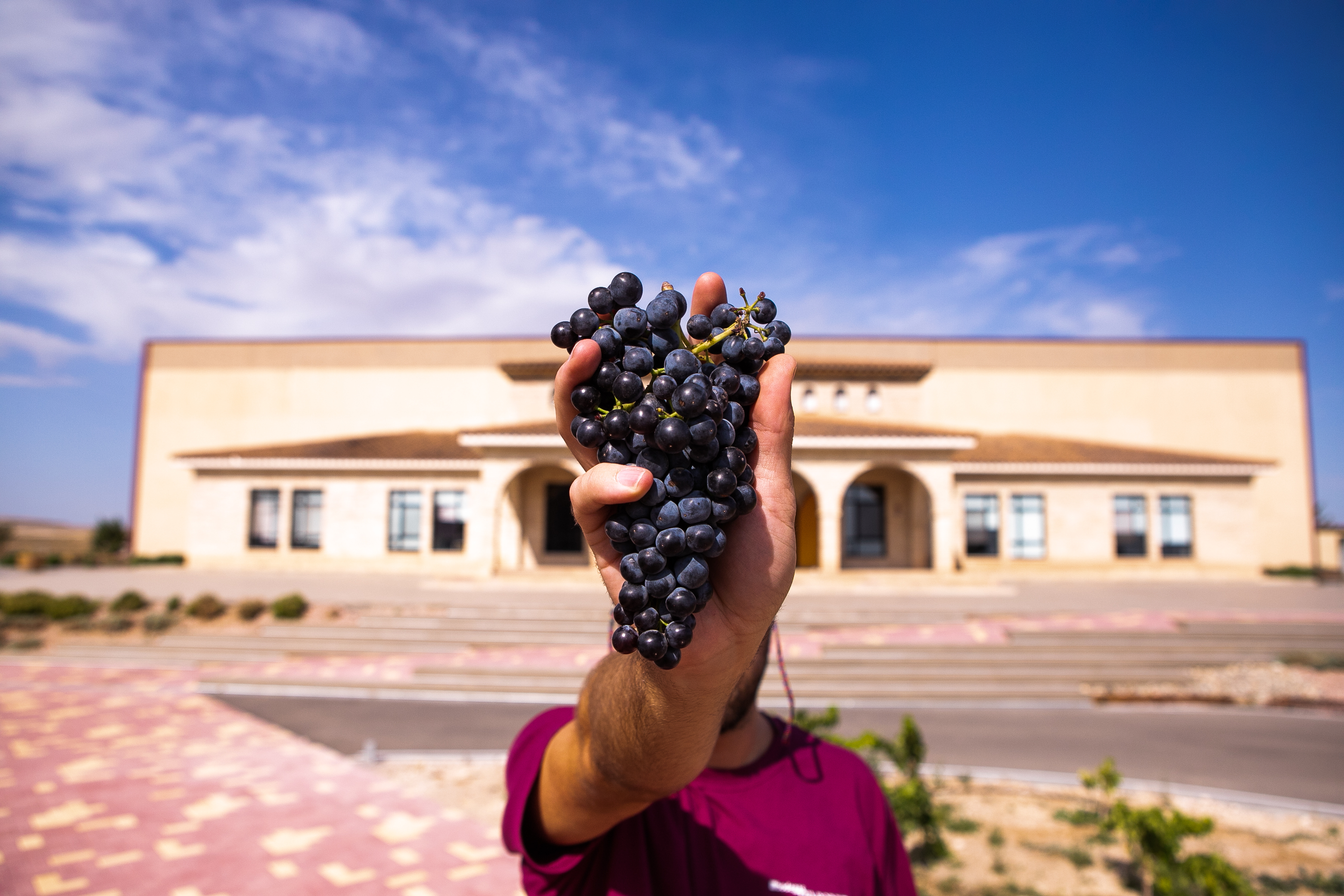 Bodegas Tempore recupera la variedad autóctona "derechero" y realiza vinos únicos