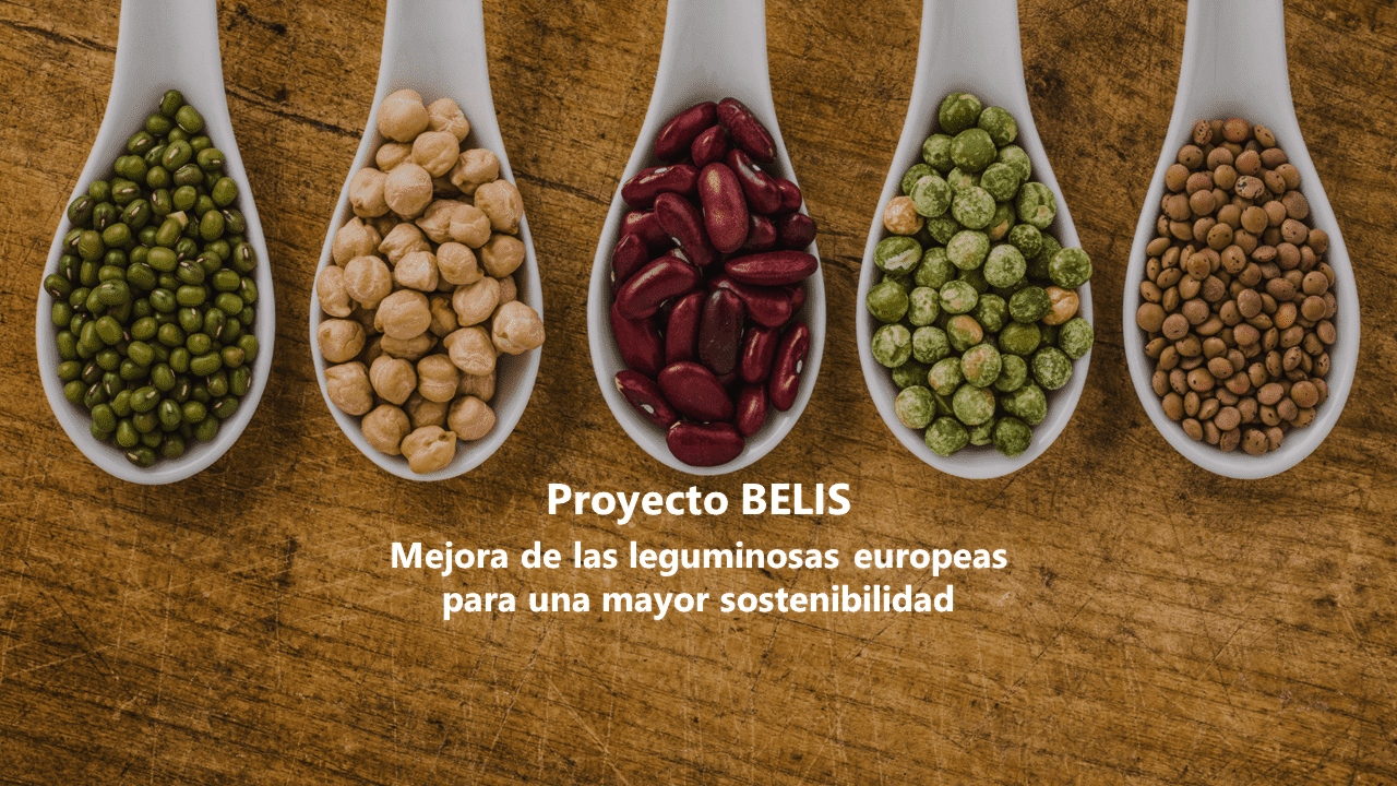 proyecto belis para las leguminosas